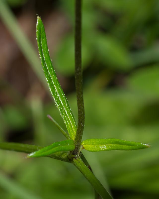 Ranunculus lanuginosus